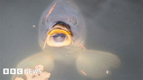 浙江人為什麼不食鯉魚？與其說是忌諱，不如說是文化傳承